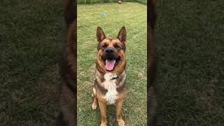 Video preview image #1 Mutt Puppy For Sale in Woodbury, NY, USA