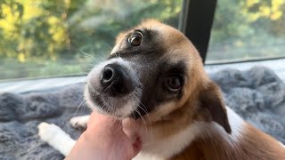 【アラフィフ犬暮らし】野犬を保護して3年。自由を奪った葛藤と、それでも今の生活を選ぶ理由