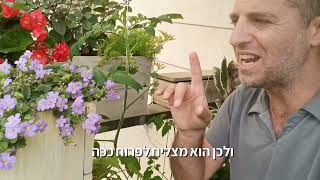 בקופה צמח מרפסת מתאים לקערות פורחות