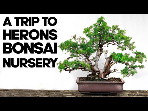 , title : 'A Trip To Herons Bonsai Nursery'