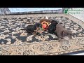 Miniature Dachshund dogs for sale: Prince   - Video 1