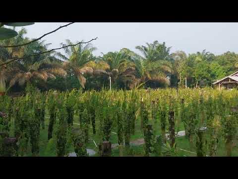 mimpi yg belum terwujud