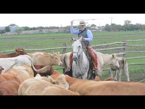 Del viento heel shot doctoring calves in Slovakia