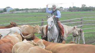 Del viento heel shot doctoring calves in Slovakia