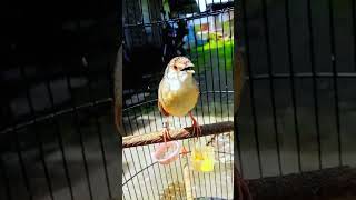 Download lagu CIBLEK GUNUNG ISIAN CILILIN! mp3 Download lagu CIBLEK GUNUNG ISIAN CILILIN! mp3