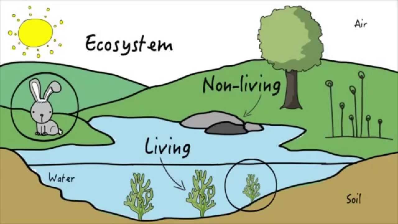 Unit 3: Ecosystems | KLU Science