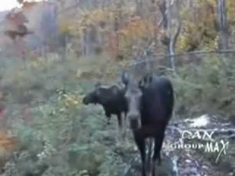 Moose Hunting - Stand still & don't shoot - Cow and Calf