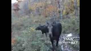 Moose Hunting - Stand still & don't shoot - Cow and Calf