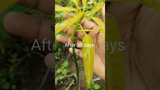 Download lagu Mango Tree Grafting Success mp3 Download lagu Mango Tree Grafting Success mp3