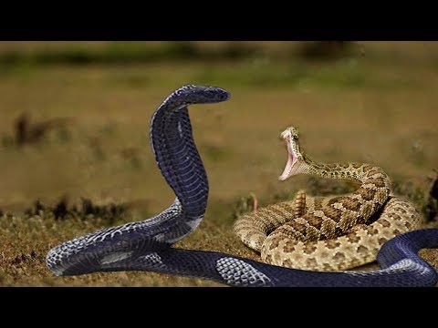 Snake Indigo Attack And Swallow Rattlesnake - Indigo Vs Rattlesnake Best Attack Animals