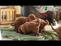 Mini Goldendoodle dogs for sale: Fancy - Video 1