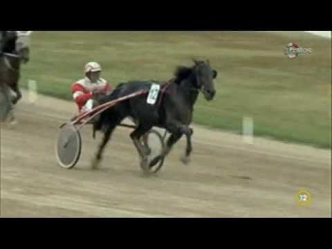 Lósport: Az elmúlt hétvége legjobb galopp-és ügető futamai a Kincsem Parkból