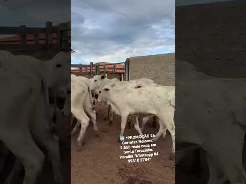 26 Garrotas Nelores: 2.550 reais cada em Santa Terezinha/ Paraíba. Whatsapp 84 99810 2784*#gado