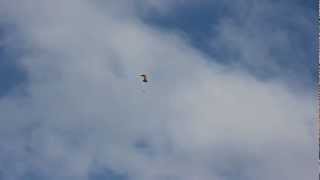 preview picture of video 'Paraglider near Granada'