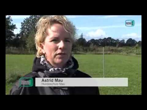 Bericht über die Hundeschule Norderstedt