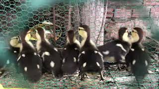 #ducklingspro #duckhunting #ducks #amazingducks #beautifulducks #funnyanimal #animals #shortvideo