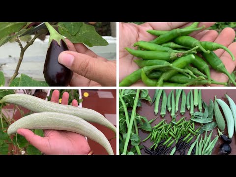 Harvesting Organic Monsoon Vegetables From My Terrace Garden In The Month Of July