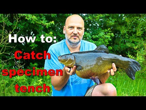 Tench fishing how to: Maggot helicopter rig