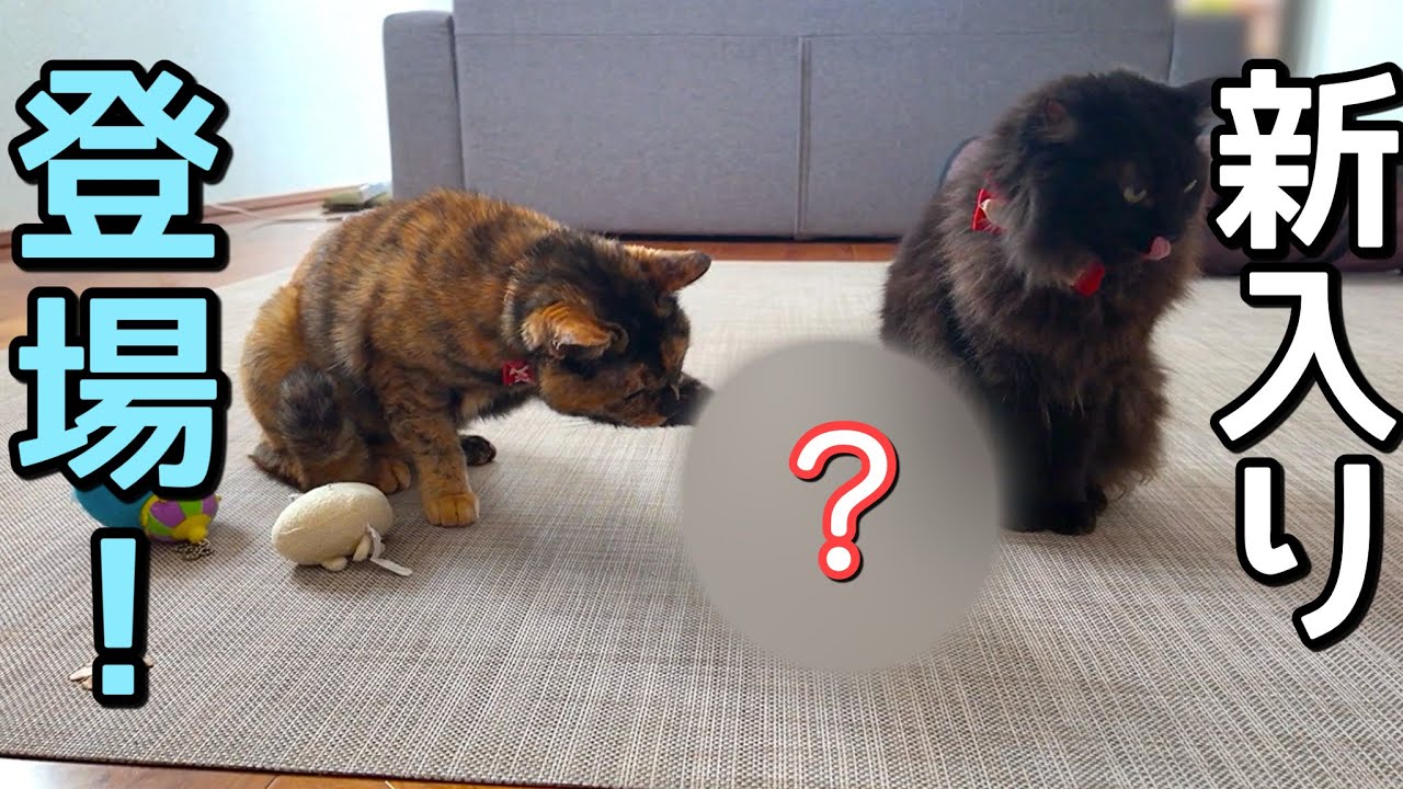 新しい仲間を出迎えたら猫たちの反応が予想外すぎた