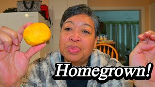 I'm Eating My FIRST Homegrown Owari Satsuma!