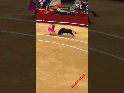 Bullfighting  #Spain #bullfightathometown #travel  #travelvlog #vlog #valencia #animals #shorts