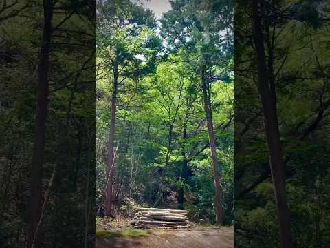 落葉樹と針葉樹のうち、嵐のときに壊れやすいのはどれですか?考慮すべき要素!  庭園