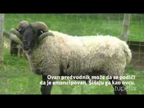 Zoran Plavšić - Aforizmi br.3