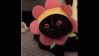 Cover art for foreign