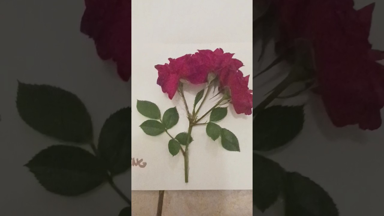 try this for mothers day! super easy