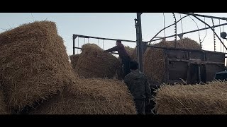 Жизнь в селеКазахстанСолю помидоркиПривезли рулоны соломы