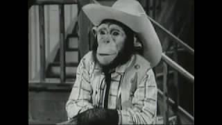 The Backwards Monkeys - forwards and backwards!