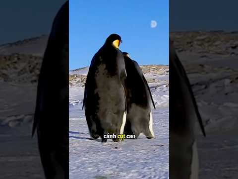 Dấu chân chim cánh cụt khổng lồ #cothebanchuabiet