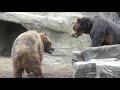Grizzly Bear Brothers Wrestle At Detroit Zoo