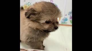 ハーフ犬の動画01