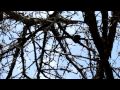 Дятел звуки природы 