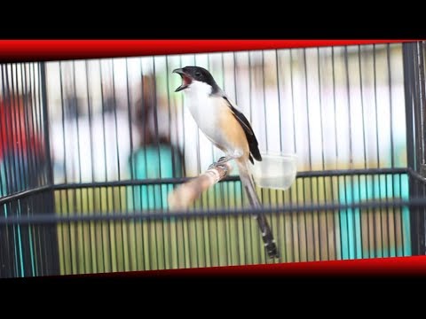 download lagu mp3 mp4 Suara Pentet Juara Lomba, download lagu Suara Pentet Juara Lomba gratis, unduh video klip Download Suara Pentet Juara Lomba Mp3 dan Mp4 Youtube Gratis