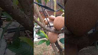 Download lagu Pohon mamey sapote bisa berbuah walaupun ditanam dalam pot mp3 Download lagu Pohon mamey sapote bisa berbuah walaupun ditanam dalam pot mp3