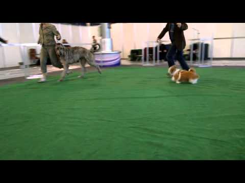 Boogie on show before ring