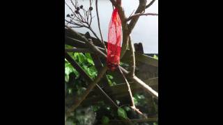 Field Mouse raiding the bird seed