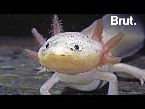 Faîtes connaissance avec l'axolotl, animal étrange qu'on ne trouve qu'à un endroit dans le monde !
