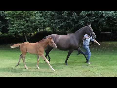 Stutfohlen Rubin Royal / Sandro Hit / Luigi xx