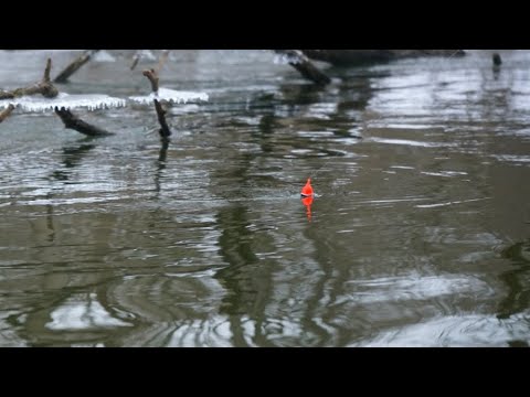 Float Fishing for MICHIGAN Steelhead - BOBBER DOWNS!