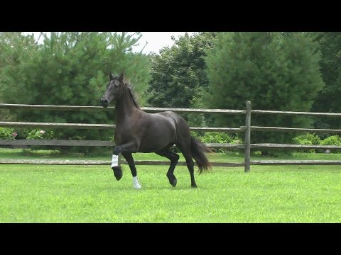 Tia Maria ISF at Iron Spring Farm - SOLD