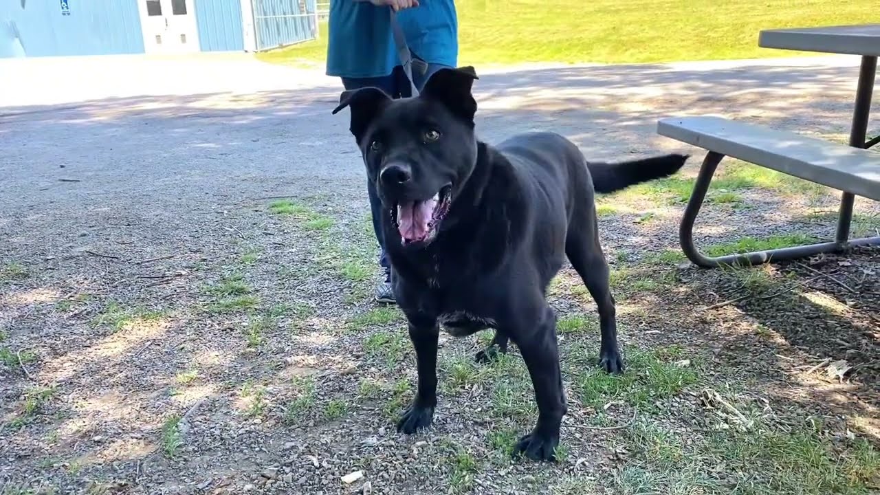 Angus, a Adoptable Black Labrador Retriever in Kittanning, PA video 6/6