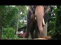 Ernakulam Sivakumar Elephant