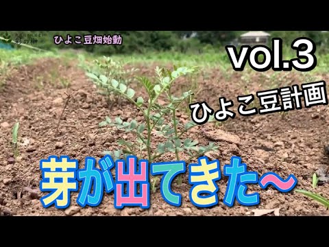 , title : 'インドのひよこ豆栽培企画!!【vol,3】芽が出た〜'