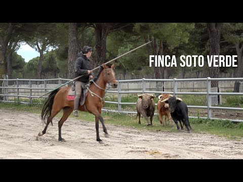 Apartado y Manejo de los Toros Bravos en Finca Soto Verde
