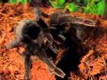 Паук птицеед убивает и ест (Spider bird eater kill and eat) 