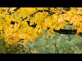 Flute Ringtone Rehna Hai Tere Dil Main Whatssap Status Whatsapp Status Flute Rehnahaiteredilme Love