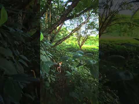 Senderos de Bocas del Toro.